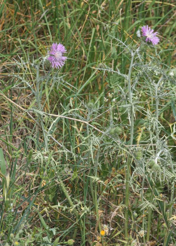 Notobasis syriaca?  No, Galactites tomentosus (Asteraceae)